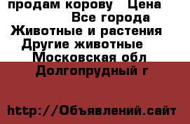 продам корову › Цена ­ 70 000 - Все города Животные и растения » Другие животные   . Московская обл.,Долгопрудный г.